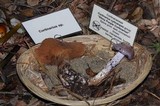 Cortinarius cylindripes image