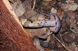 Cortinarius cylindripes image