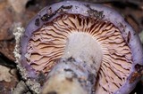 Cortinarius cylindripes image