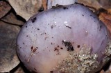 Cortinarius cylindripes image