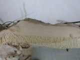Trametes hirsuta image