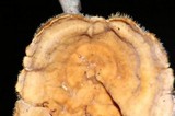 Stereum ochraceoflavum image