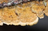 Stereum ochraceoflavum image