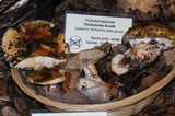 Tricholoma focale image
