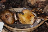 Tricholoma focale image