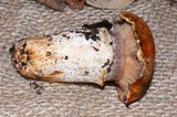 Tricholoma focale image