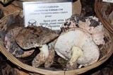 Tricholoma manzanitae image