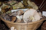 Tricholoma manzanitae image