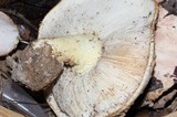 Tricholoma manzanitae image