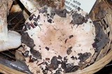 Tricholoma manzanitae image