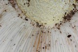 Tricholoma manzanitae image