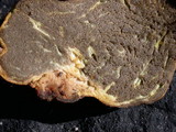 Truncocolumella citrina image