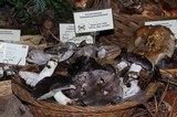 Tricholoma griseoviolaceum image