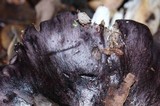 Tricholoma griseoviolaceum image
