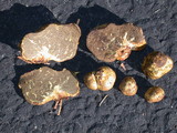 Truncocolumella citrina image