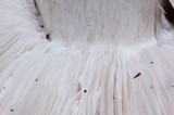 Tricholoma griseoviolaceum image