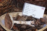 Amanita porphyria image