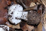 Amanita silvicola image