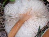 Rhodocollybia butyracea image