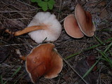 Rhodocollybia butyracea image