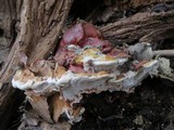 Ganoderma sessile image