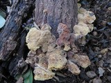 Inonotus dryadeus image