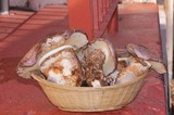 Cortinarius lilacinocolossus image