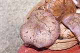 Cortinarius lilacinocolossus image