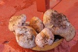 Cortinarius lilacinocolossus image