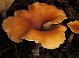 Lepista flaccida image