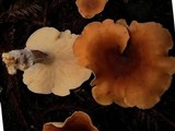 Lepista flaccida image
