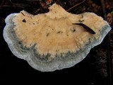 Postia caesia image