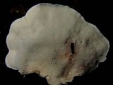 Postia caesia image