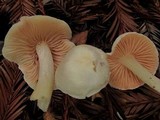 Alboleptonia adnatifolia image