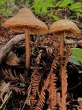 Entoloma formosum image