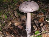 Amanita protecta image