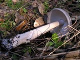 Amanita protecta image