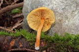 Gymnopilus sapineus image