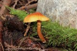Gymnopilus sapineus image