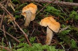 Hydnum oregonense image