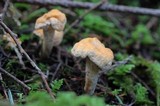 Hydnum oregonense image