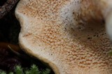 Hydnum oregonense image