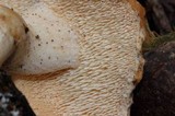 Hydnum oregonense image