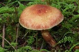 Tricholomopsis rutilans image