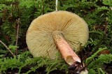 Tricholomopsis rutilans image