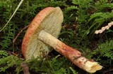Tricholomopsis rutilans image