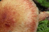 Tricholomopsis rutilans image