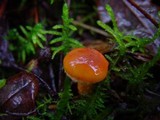 Chroogomphus fulmineus image