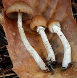 Psathyrella longistriata image