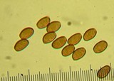 Psathyrella longistriata image